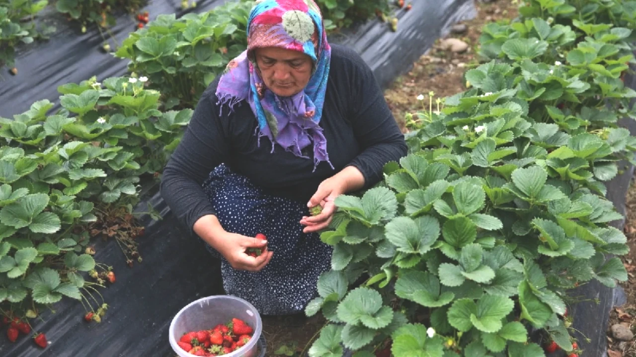 Tarımda Devrim! Hastalıklara Dirençli Ürünler 7 Ay Boyunca Kazandırıyor!