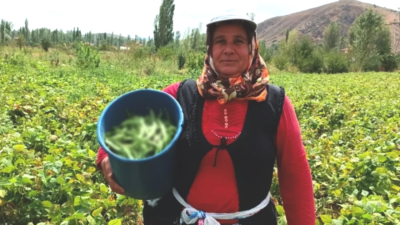 Kavurucu Sıcaklarda Elde Toplanan Ürün Fiyatı Düşüşte! Kilo Başına Sadece 20 TL!