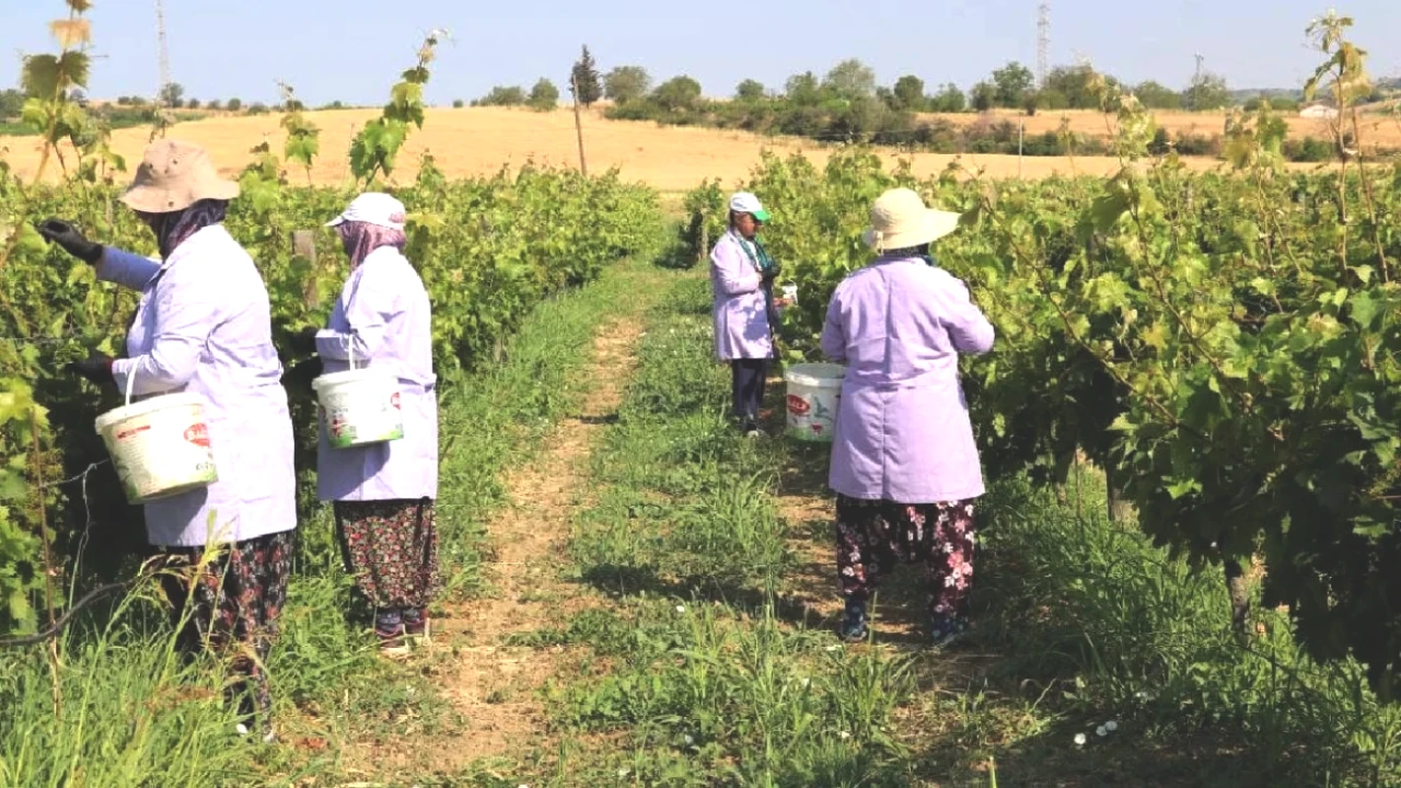 Kınalı Yapıncada Hasat Zamanı! Taze Sebzeler Kışa Hazır: Bidonlar Dolu!