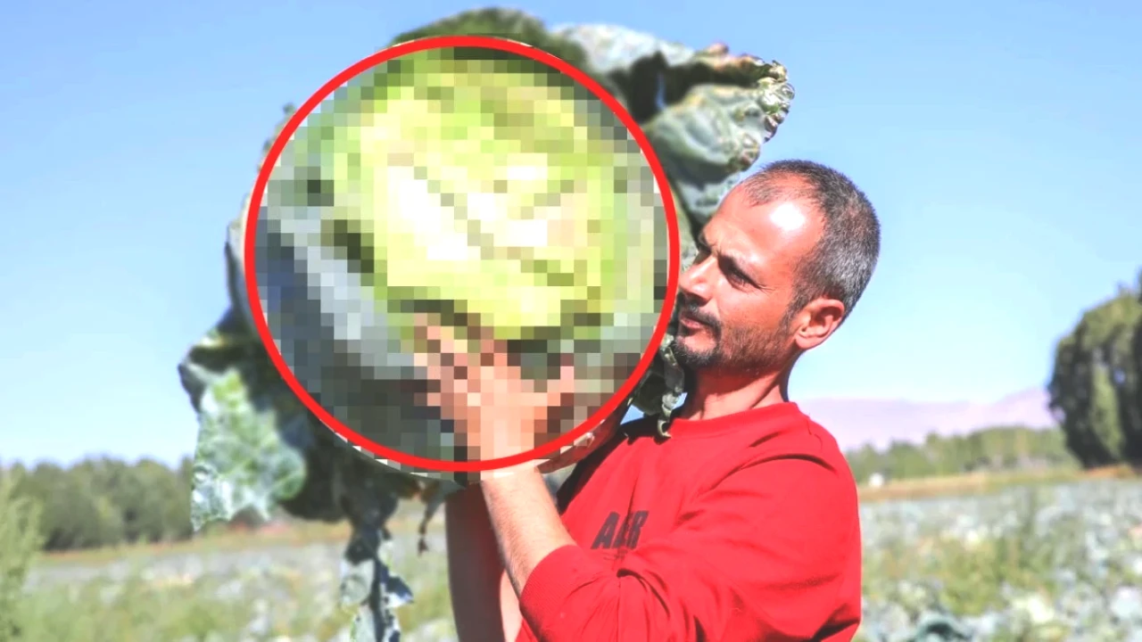 Ekim’de Hasat Zamanı! Tüm Türkiye’nin Aradığı Lezzet: Haziran’da Toprakla Buluşan [Ürün İsmi]