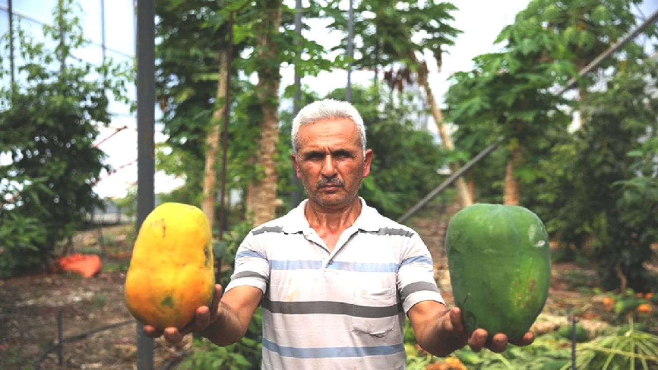 Türkiye'de Narenciye Krizi! Kilosu 100 TL'ye Tezgahları Süslüyor, Alıcılar Fırsatı Kovalıyor!