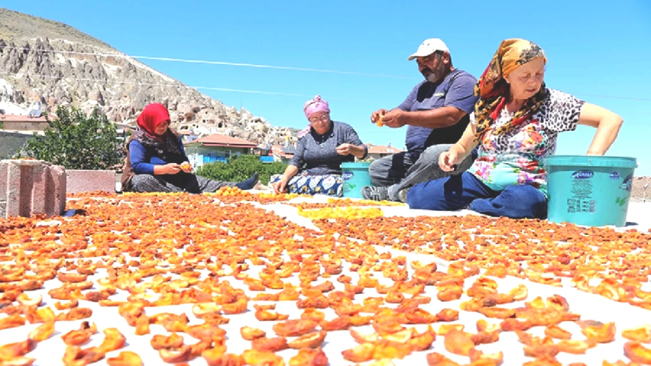 100 TL'ye Taze, 1000 TL'ye Kurutulmuş! Değerini Katlayan Fiyatlar