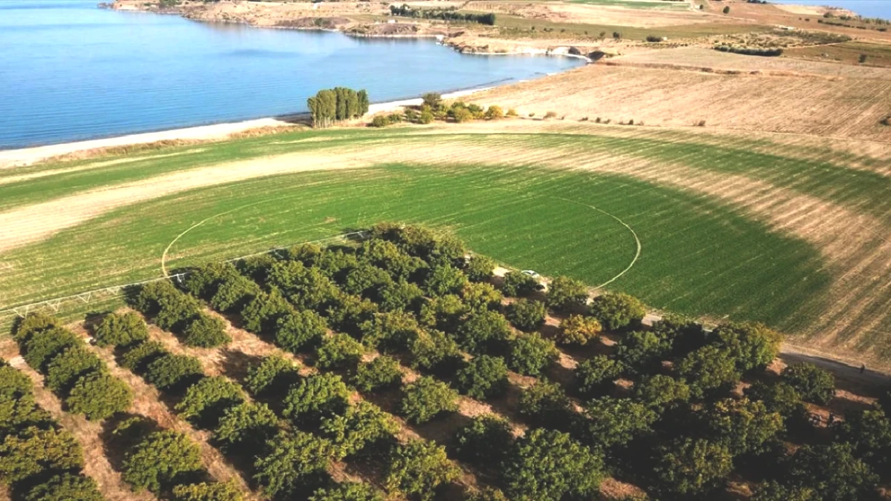 2025 Hasat Heyecanı! Coğrafi İşaretli Ürün İçin Dünya Yarışında Zamanı Geldi!