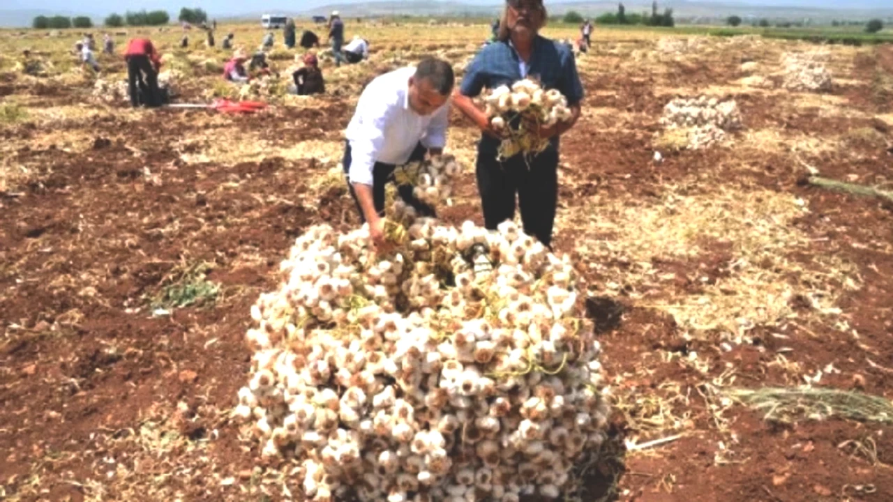 En Güçlü Antibiyotik ile Kötü Kokuya Son! Evinizde Mutlaka Bulunun