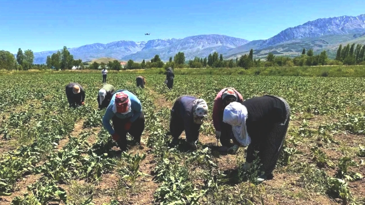 Sabahın İlk Işıklarında Çiftçiler Sıcaklarla Mücadele Ediyor! Verim İçin Ter Akıtıyorlar