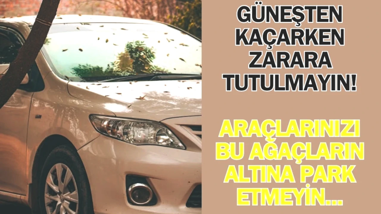 Güneşten Korunurken Cüzdanınızı Korumayı Unutmayın! Bu Ağaçlar Aracınıza Zarar Verebilir!